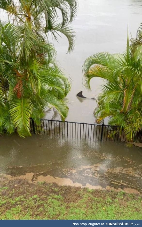 Bull Shark at the back fence due to recent flooding, Gold Coast, Australia