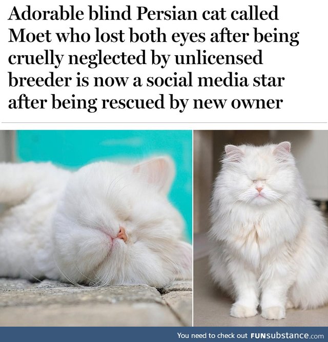 Moet the blind Persian cat