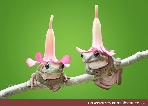 Froggo Fun #402 - Hat Buddies