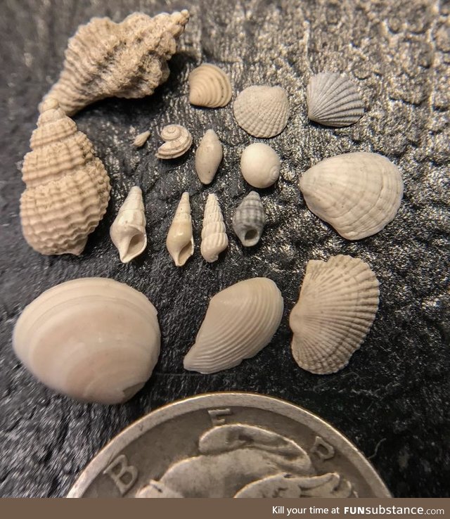 These tiny seashells