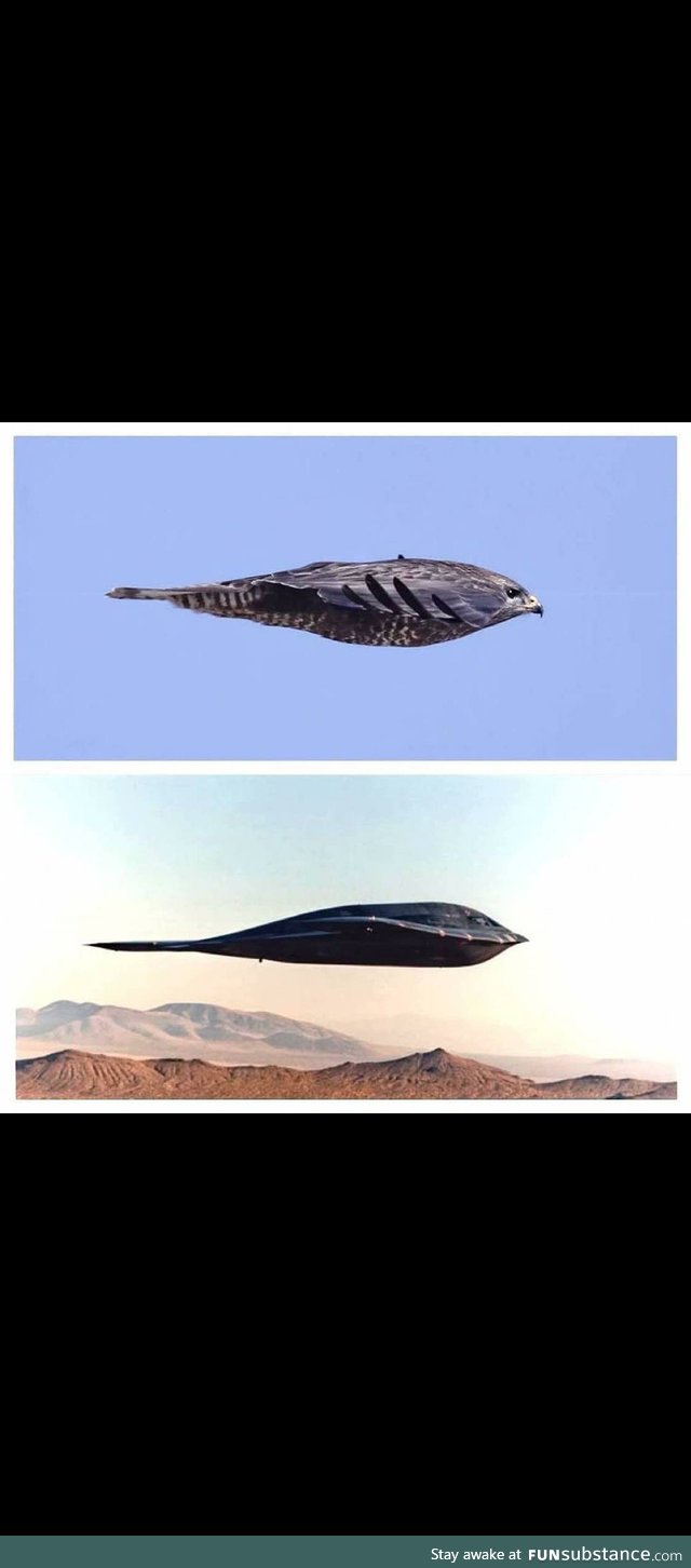 The difference between a B2 Bomber and a Perigrine Falcon