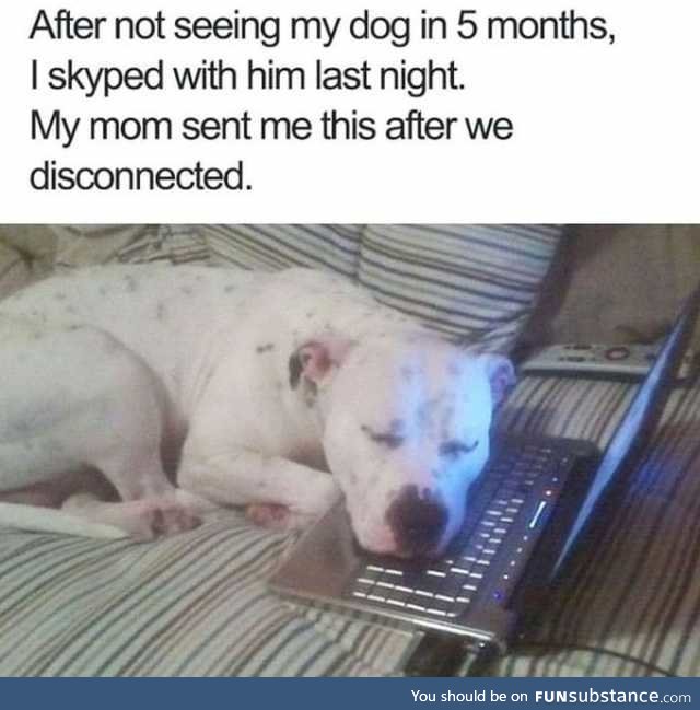 Dog after skyping owner for first time in 5 months