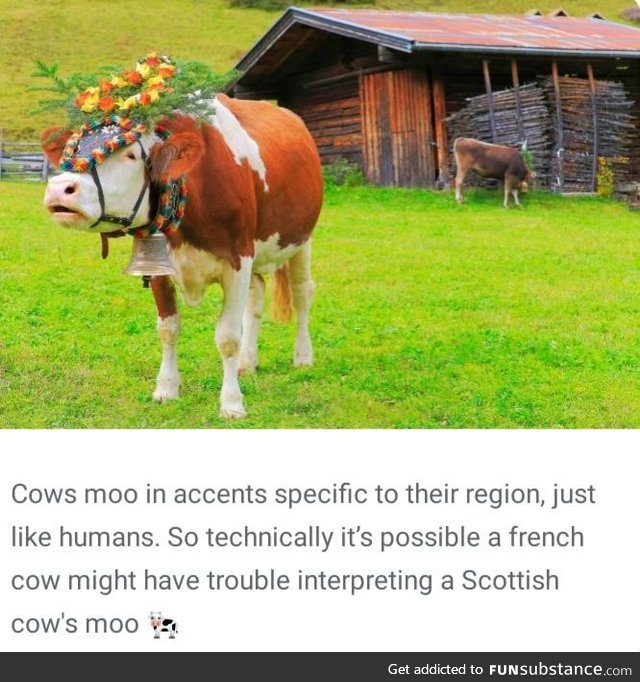 Cows have accents, it seems