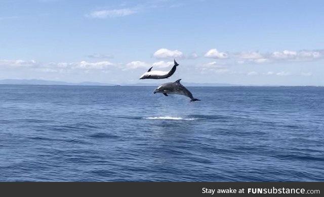 Saw some dolphins in the North island of NZ. Was very luckily to capture this photo of
