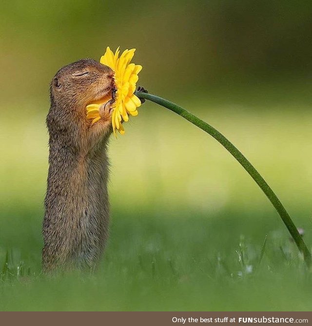 Squirrel smelling a flower