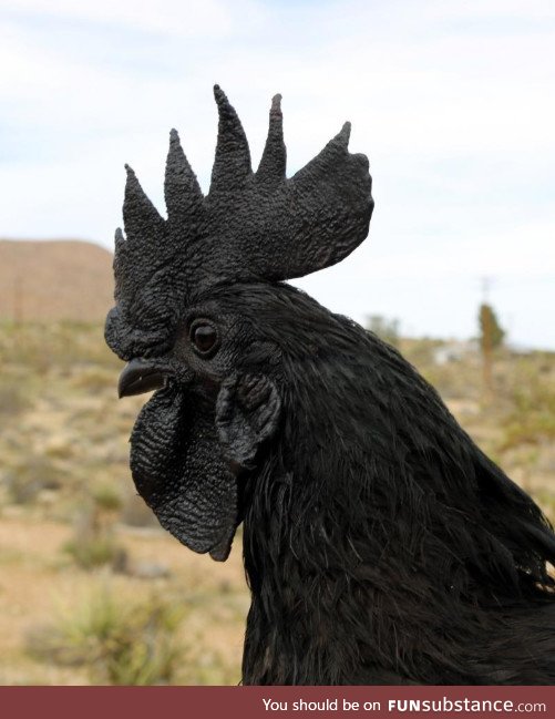The “Goth Chicken”, Ayam Cemani. This chicken is all dark, even its bones and