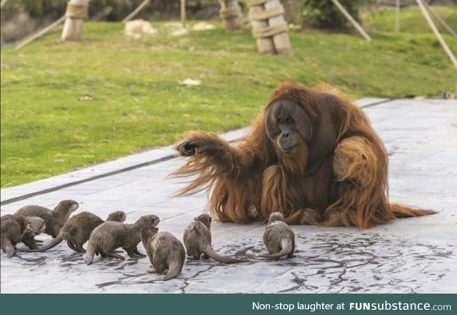 Our zoo decided to temporarily move the otters to the Orangutan exhibit for entertainment