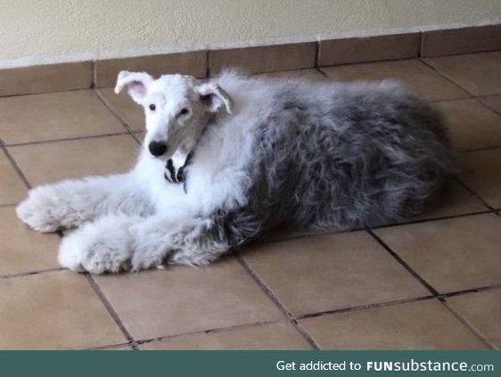 This is what a sheepdog with its head shaved looks like