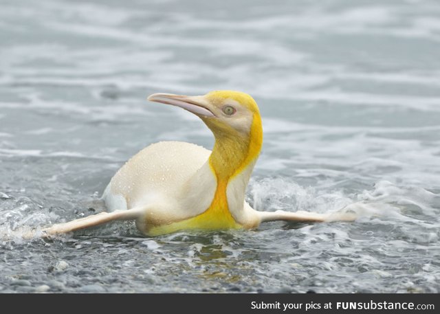 Wildlife photographer captures ‘never before seen’ yellow penguin