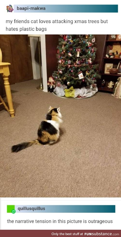 Loves attacking the Christmas tree, hates plastic bags