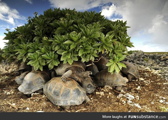 Turtles hide from the sun. They sinter in their shells if they stay in the heat for too