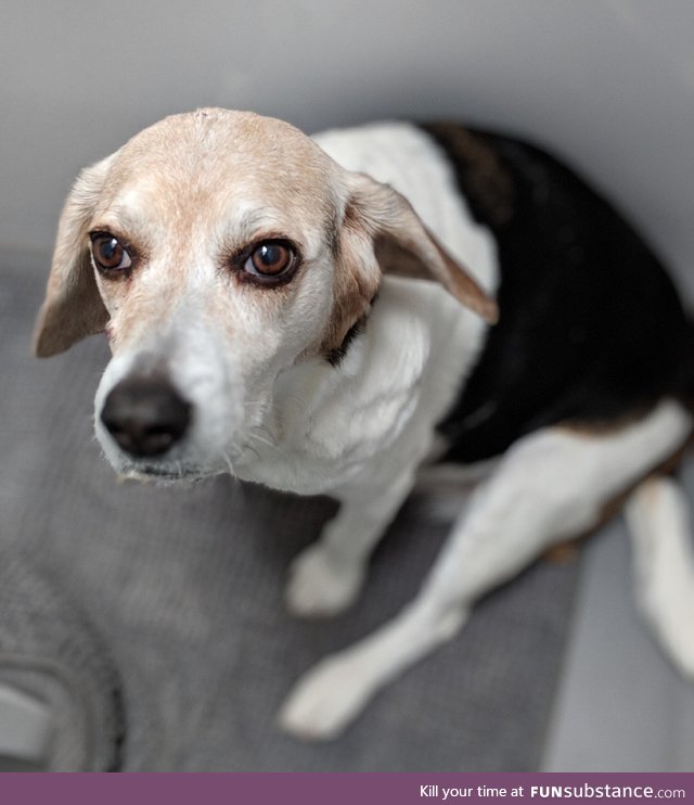 Sandy the beagle 12 years old