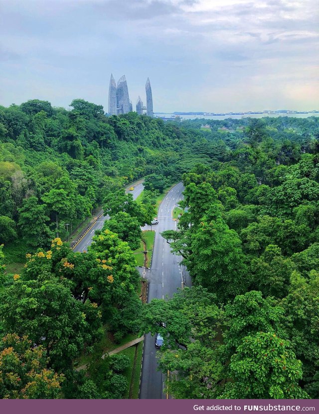 For such an urban city, Singapore has some beautiful greenery