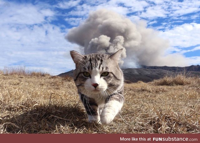 Nuclear kitty.