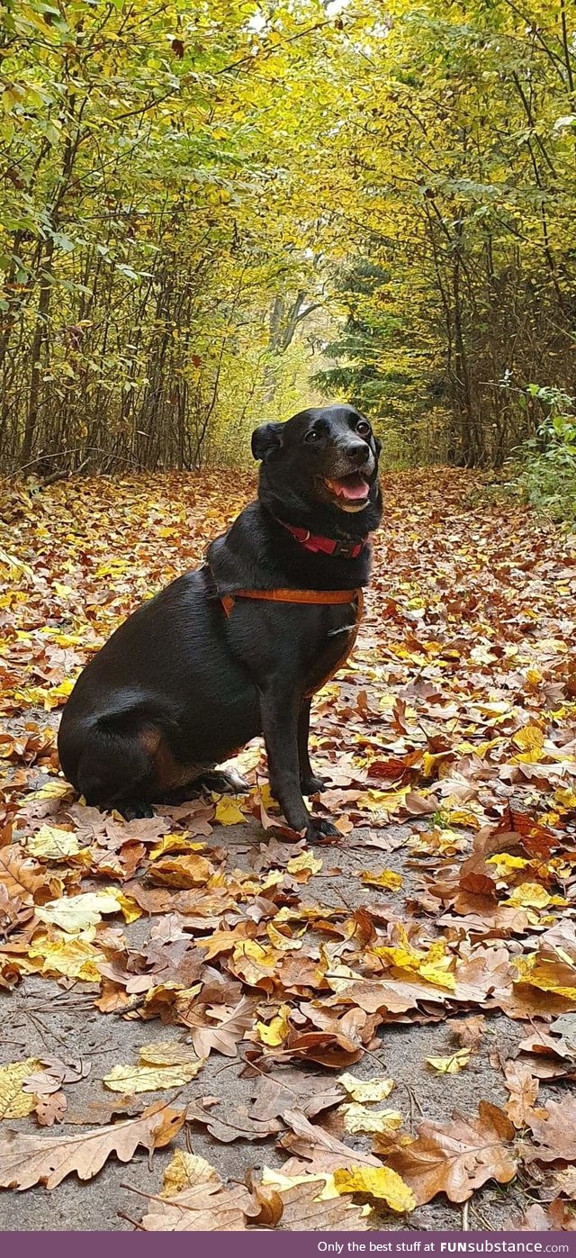 Autumn doggo
