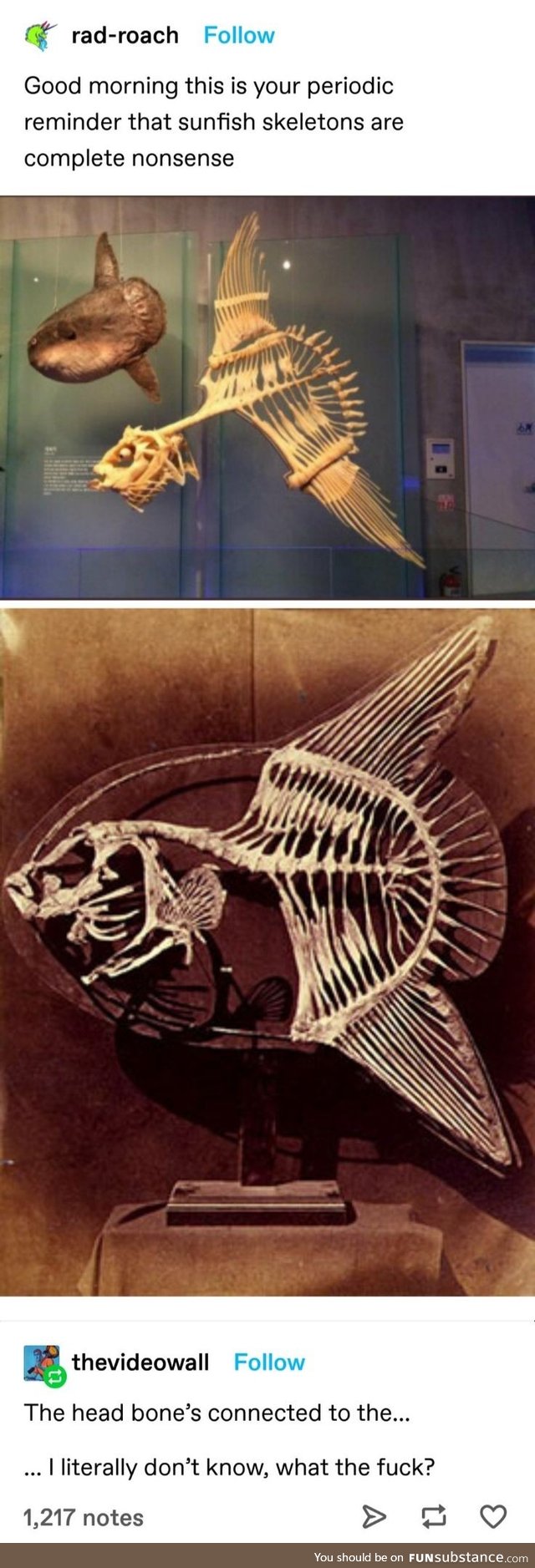 Sunfish Skeletons