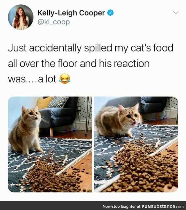 Cat food Spill