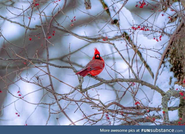 Got lucky enough to capture Male Northern Cardinal on a random spot at NJ today
