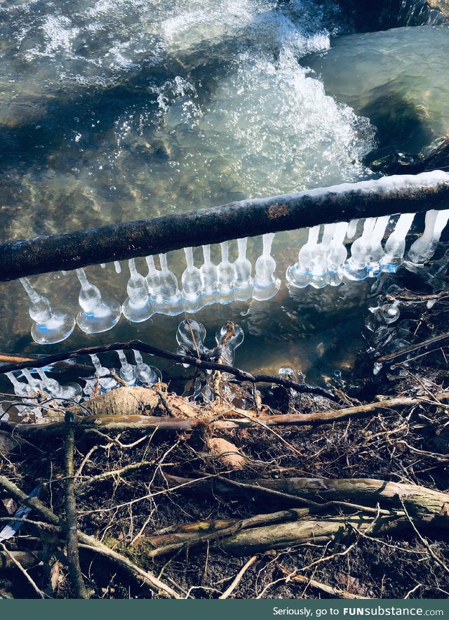 Found these ice bells at my local River!