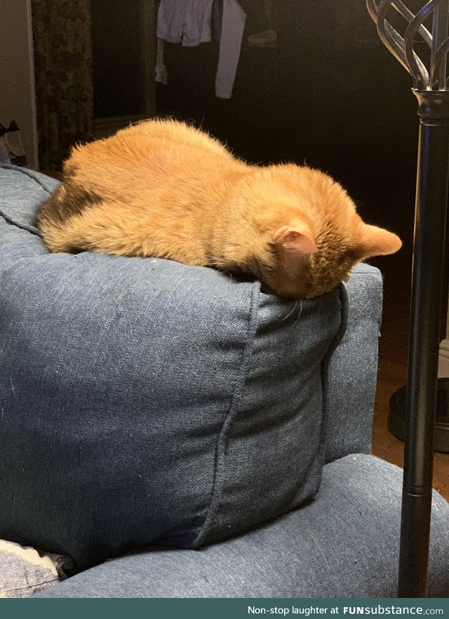 Our cat is all of us in 2020
