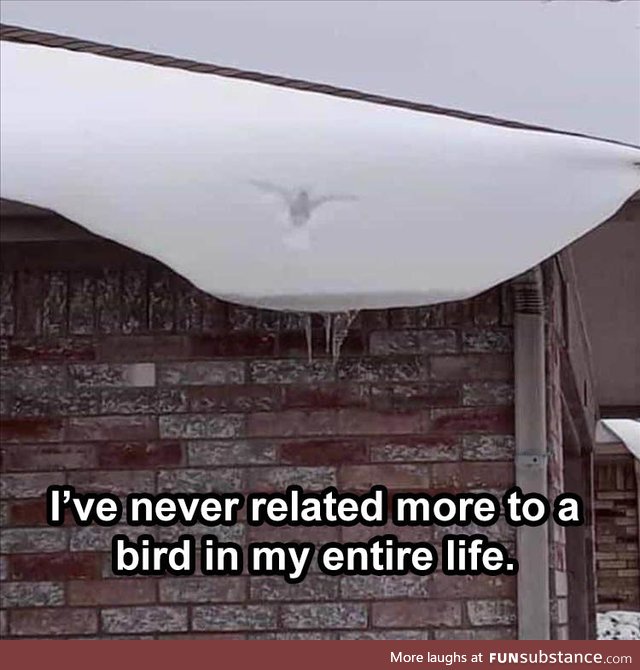 Relatable Bird