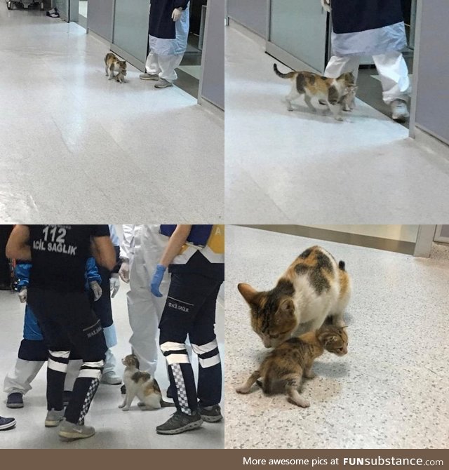 Mother cat in Istanbul brought her ailing cub to hospital