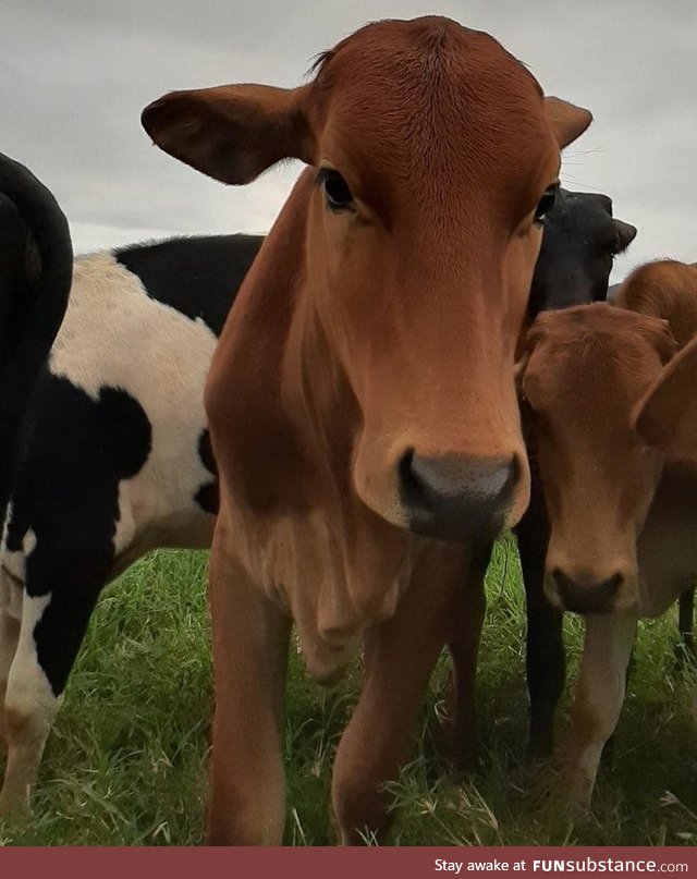 Ridiculously photogenic cow