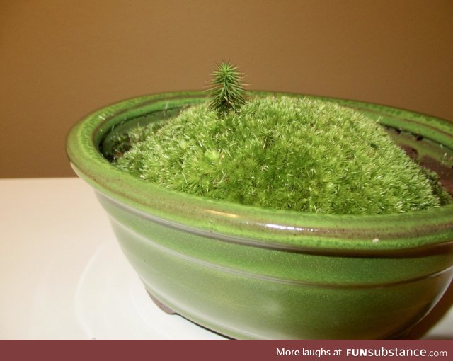 I found this little tree growing on a piece of moss, so I potted