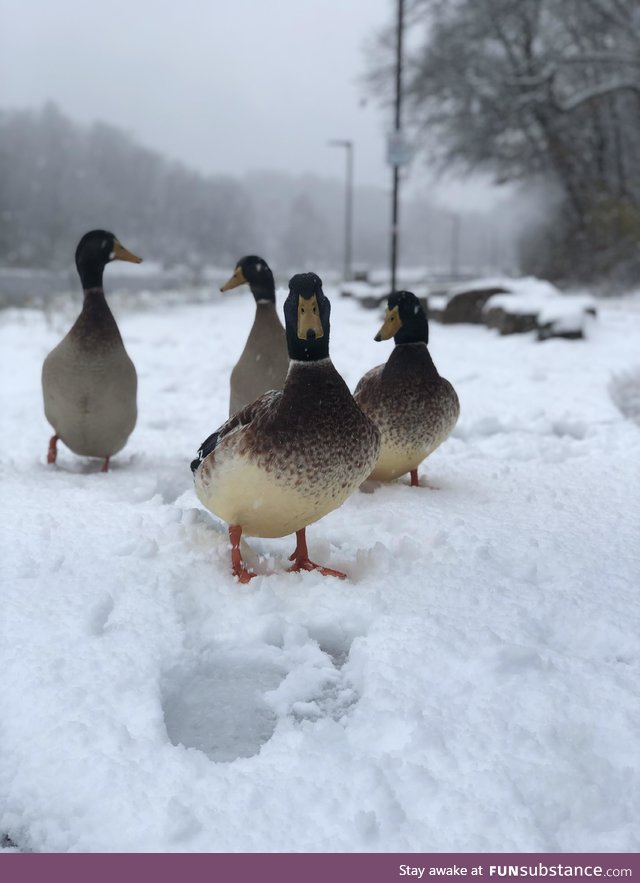 First real snow here in 7 years. These dudes seemed unfazed by it and just waddled up to