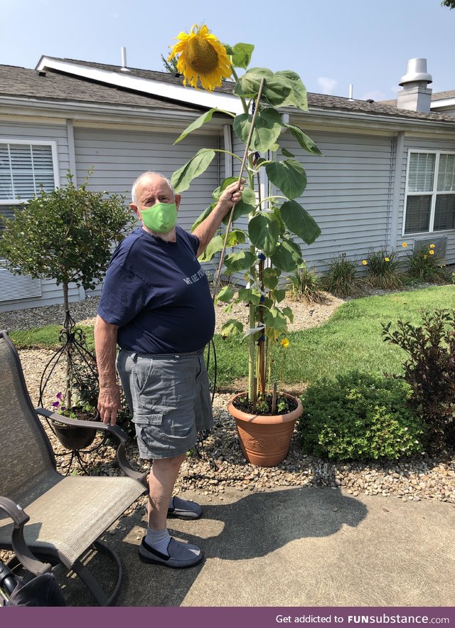 My Dad lives in an assisted living facility and grew this sunflower