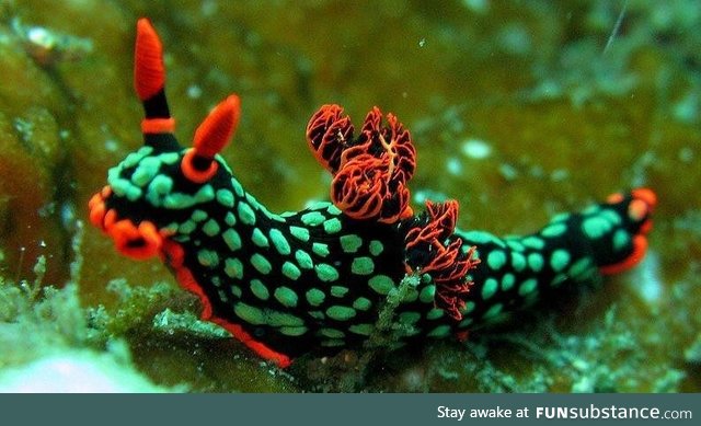 Neigh! Just kidding, it’s a sea slug