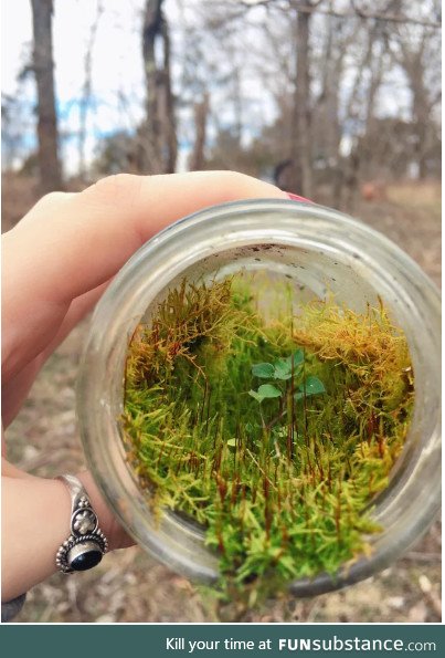 I found jar in the wood