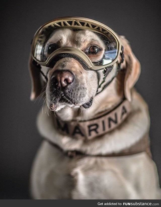 Frida, the Mexican rescue dog that has helped to locate more than 52 people in more than
