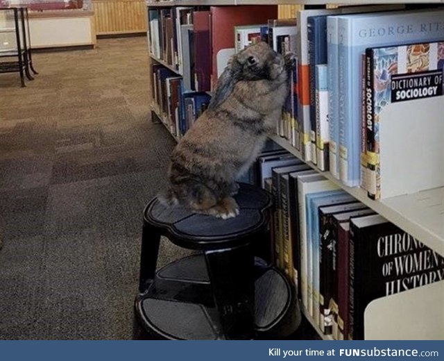Rabbits make decent librarians