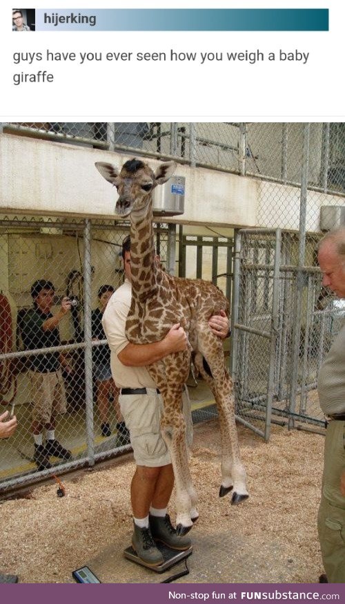 Weighing a baby giraffe