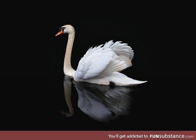 I've followed this swan all season. This is one of my favorite shots