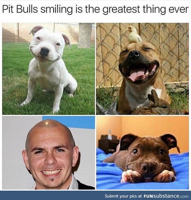 Pit bulls smiling
