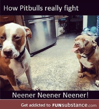 Pitty meme