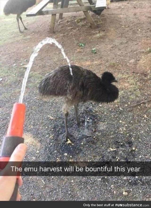 Farming the emus