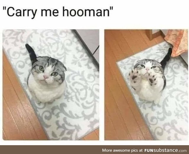 Carry me hooman!