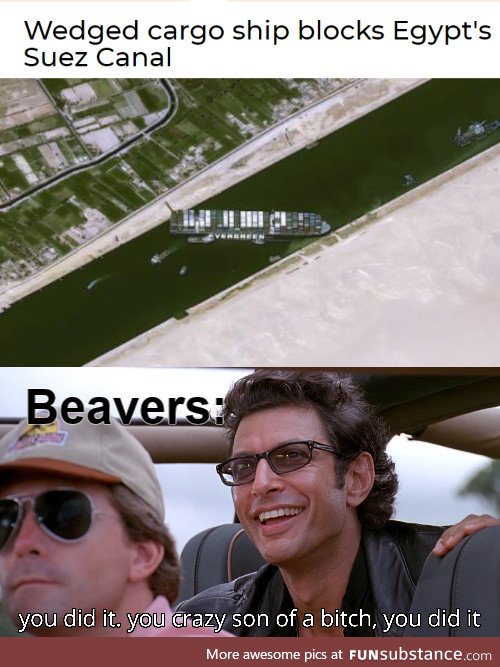 *happy beaver noises*