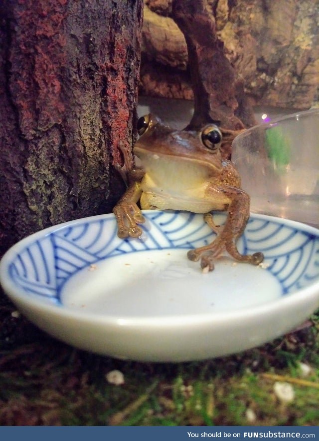 Froggo Fun #431 - "Hooman, can you please explain why my bowl is empty?"
