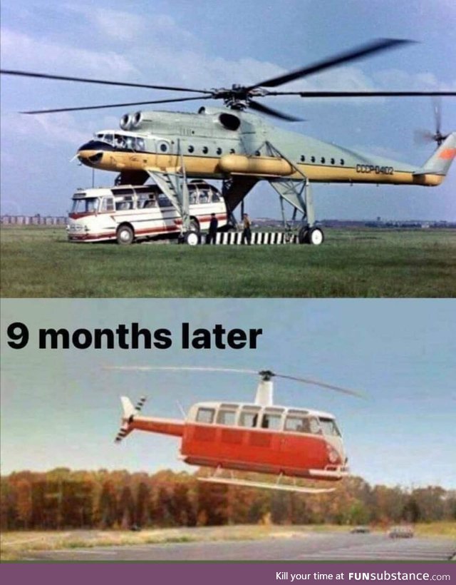 What is the gestation period for helibuses?