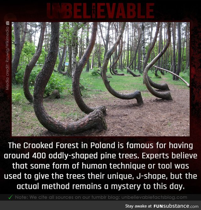 The crooked forest