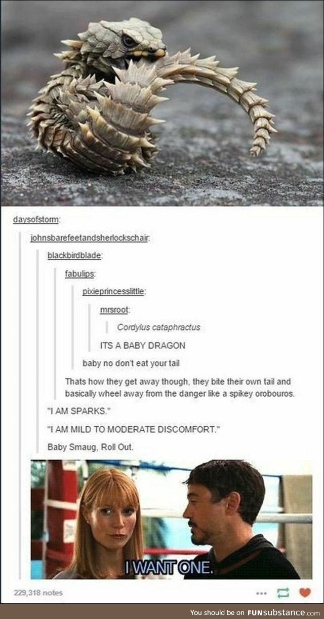 Tiny spiky oroborous dragon
