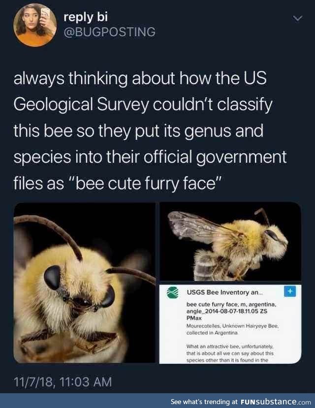 Bee Cute Furry Face