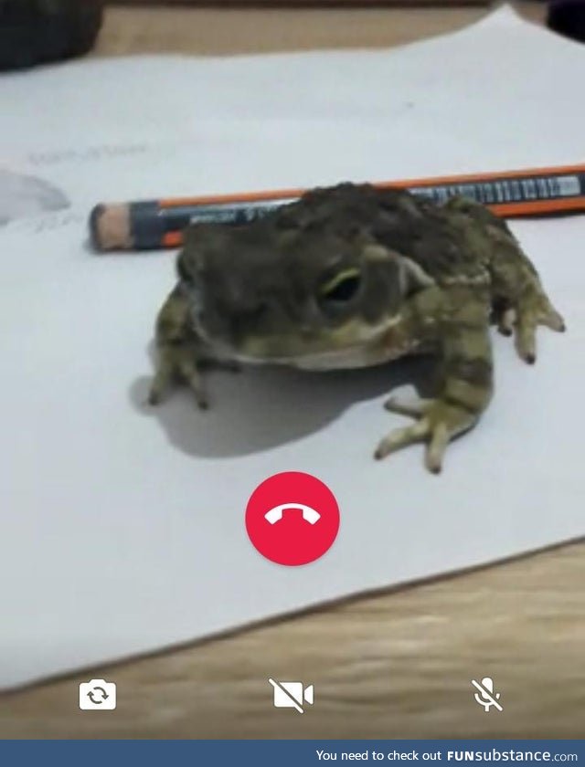 Froggo Fun #438 - Incoming Call