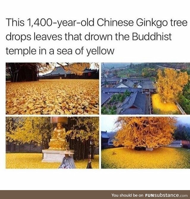 Chinese Ginkgo Tree