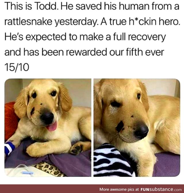 Saved his human from a rattlesnake