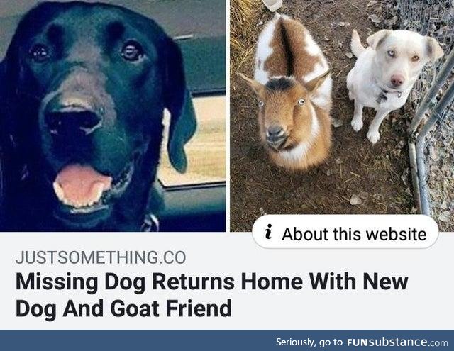 Dog returns home with another dog and a goat